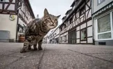 Innenstadt nicht so ganz leer.webp
