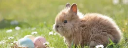 Ostern-graetz.webp