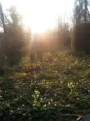 Abendsonne_2.webp