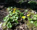 Sumpfdotterblumen_1.webp