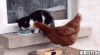 ! katze huhn.gif