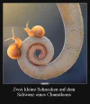 ! schnecken.webp