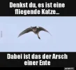 !! fliegende Katze.webp