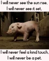 I will never see the sun.webp