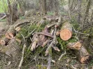 Eichenmistel1.webp