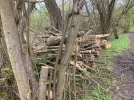 Eichenmistel2.webp