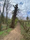Eiche.webp