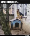 ! bequemer Hund.webp