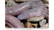 diese-penis-schlange-fluesse-amazonas-brasilien-1533126420.jpg