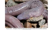 diese-penis-schlange-fluesse-amazonas-brasilien-1533126420.webp