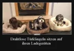 ! Türklingeln.webp