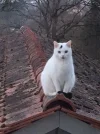 findus.webp
