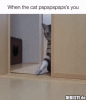 ! cats.gif