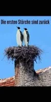 ! Storch pingies.webp
