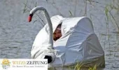 ! Schwanenpost.webp