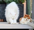 ! katze.webp