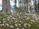 P1080068_1.webp