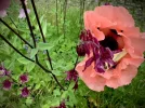 B3D61E8F-64A1-45AF-BF76-E045FFA81BB2.webp