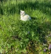 findus good morning.webp