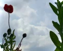 194FC15F-DCDF-45EB-9E20-768391E05C7C.webp