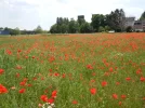 Klatschmohn.webp