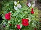 DB576DB1-D675-4F02-827F-4D62B4774387.webp