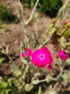 IMG_20210616_201149.webp