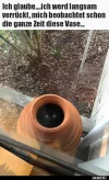 ! Vase katze.webp