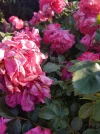 20210617_182920.webp
