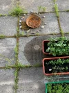 ritualplatz neuer Kreis.webp