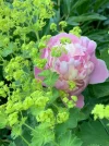 rosa pfingstrose.webp