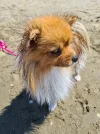 hündchen.webp