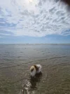 hündchen4.webp