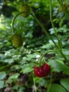 P1050001.webp