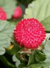 IMG_20210621_181017.webp