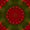 poppy-6350230_1920_mirror2.webp