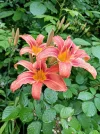 IMG_20210624_184113.webp
