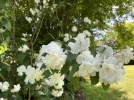 E7137CC8-7182-41CD-B06D-A3DB54080014.webp