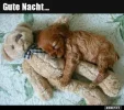 ! gute Nacht.webp