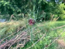tentakelkornblume.webp
