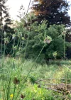 tentakelkornblumen.webp