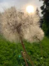 fakepusteblume.webp