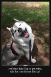 ! Husky.webp