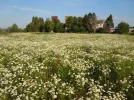 margeriten.webp