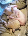 Unschuldiges Schweinchen.webp
