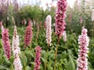 IMG_20210703_173520.webp