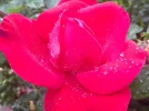 C9E8DC1E-4A0E-44A3-BA81-C36DEA7503F9.webp