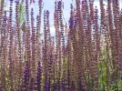 IMG_20210703_173609.webp