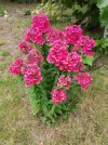 IMG_20210712_142525.webp
