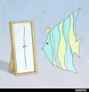 ! Fisch Spiegel.webp
